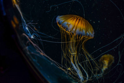 Close-up of jellyfish swimming in sea