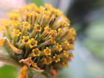 Close-up of yellow flowering plant