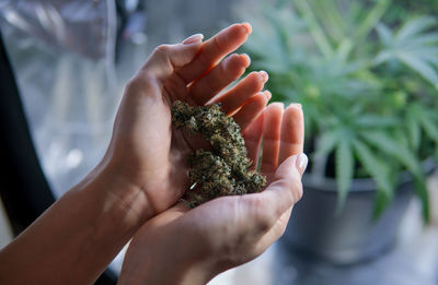 Close-up of woman holding marijuana 