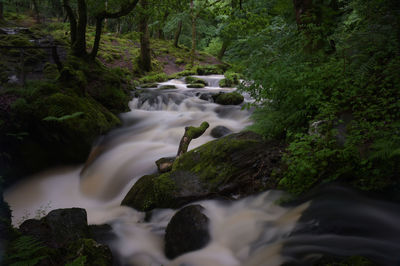 Scenic view of waterfall in forest