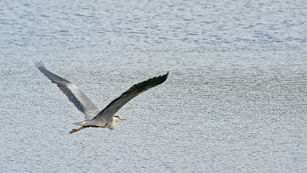 BIRD FLYING OVER SEA