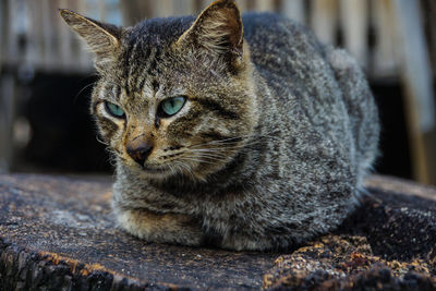 Close-up portrait of cat