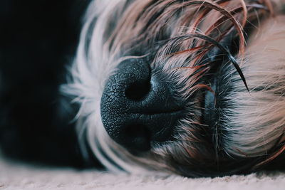 Close-up of dog sleeping on rug