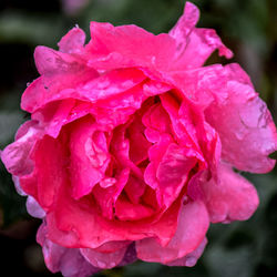 Close-up of wet pink rose blooming outdoors