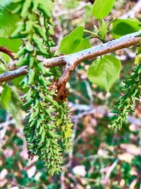 Close-up of insect on plant