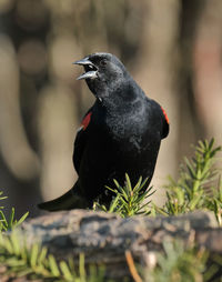 Red-winged blackbird