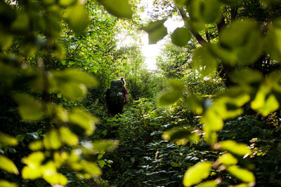 Rear view of people amidst trees in forest