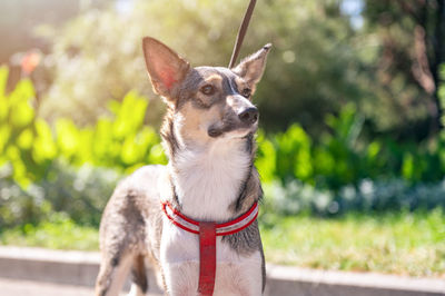 Sad dog in the park. stray dog on a summer day. waiting for adoption