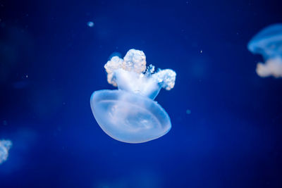 Jellyfish swimming in sea