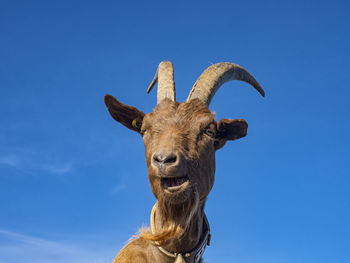 Close-up of a goat in the alps