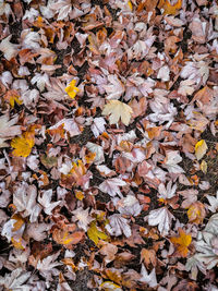 High angle view of maple leaves on field