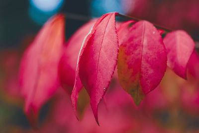 Close-up of red leaves on plant during autumn