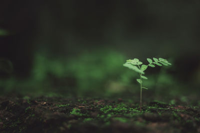 Close-up of sapling on field