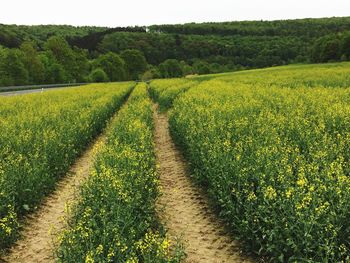 Scenic view of agricultural field