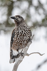 Close-up of bird perching on tree during winter