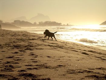 Silhouette horse on beach against sky during sunset