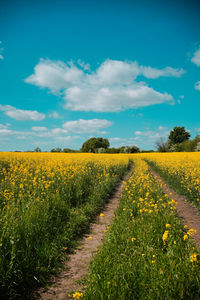 Scenic view of oilseed rape field against sky