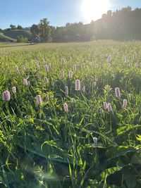 Scenic view of flowering plants on field against sky