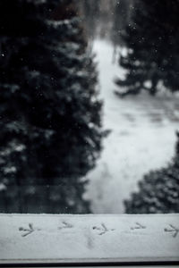 Close-up of frozen plants