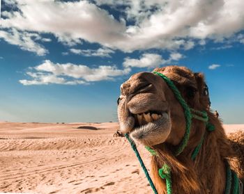 Camel in a desert