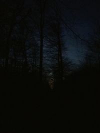 Bare trees against sky at night