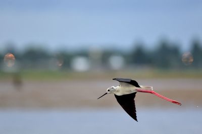 Bird flying in the sky