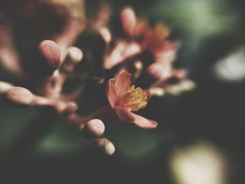 Close-up of flowering plant