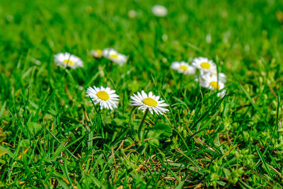 Close-up of white daisy flowers on field