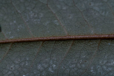 Close-up of wet plant on footpath