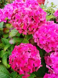 Close-up of pink rose flowers