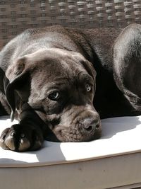 Close-up portrait of a dog