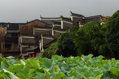 Plants and buildings against sky in city