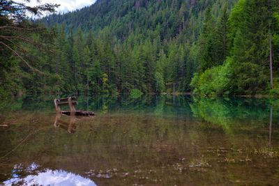 Scenic view of lake by trees in forest