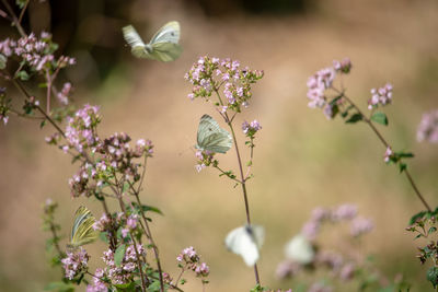 Close-up of butterfly pollinating on purple flower