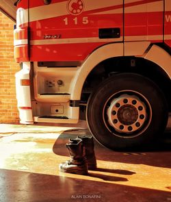 Portrait of a cat on the floor