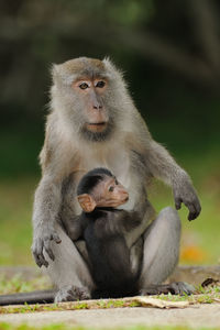 Monkey sitting outdoors