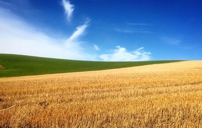 Scenic view of agricultural field against blue sky