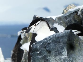 Close-up of bird on rock