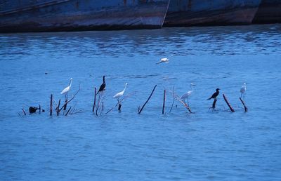 View of birds in lake