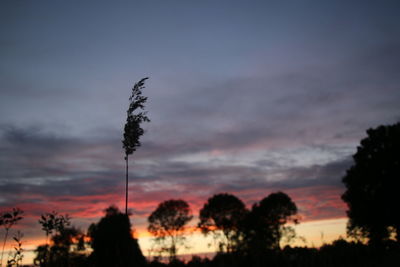 Low angle view of silhouette trees against sky during sunset