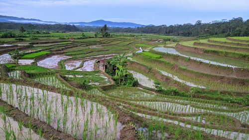 Scenic view of agricultural field against sky