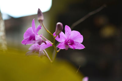 Close-up of pink flowering plant
