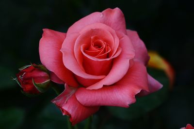 Close-up of rose