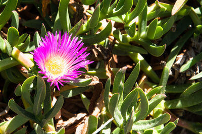 Close-up of purple flower blooming in field