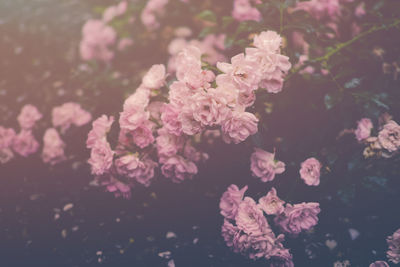 Close-up of pink flowers