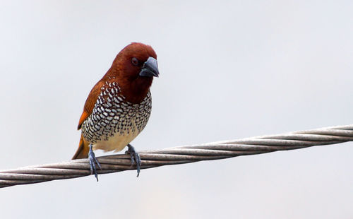 Bird perching on twisted rope against clear sky