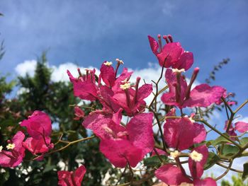 Close-up of red flowering plant against sky