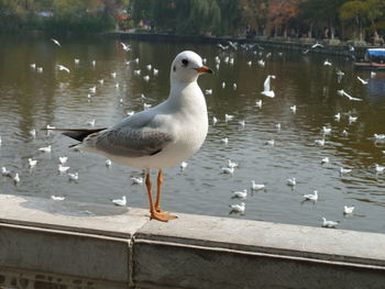 Seagulls perching on a lake