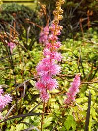 Close-up of purple flowers blooming outdoors