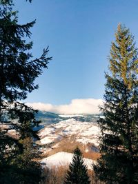 Scenic view of pine trees against sky during winter